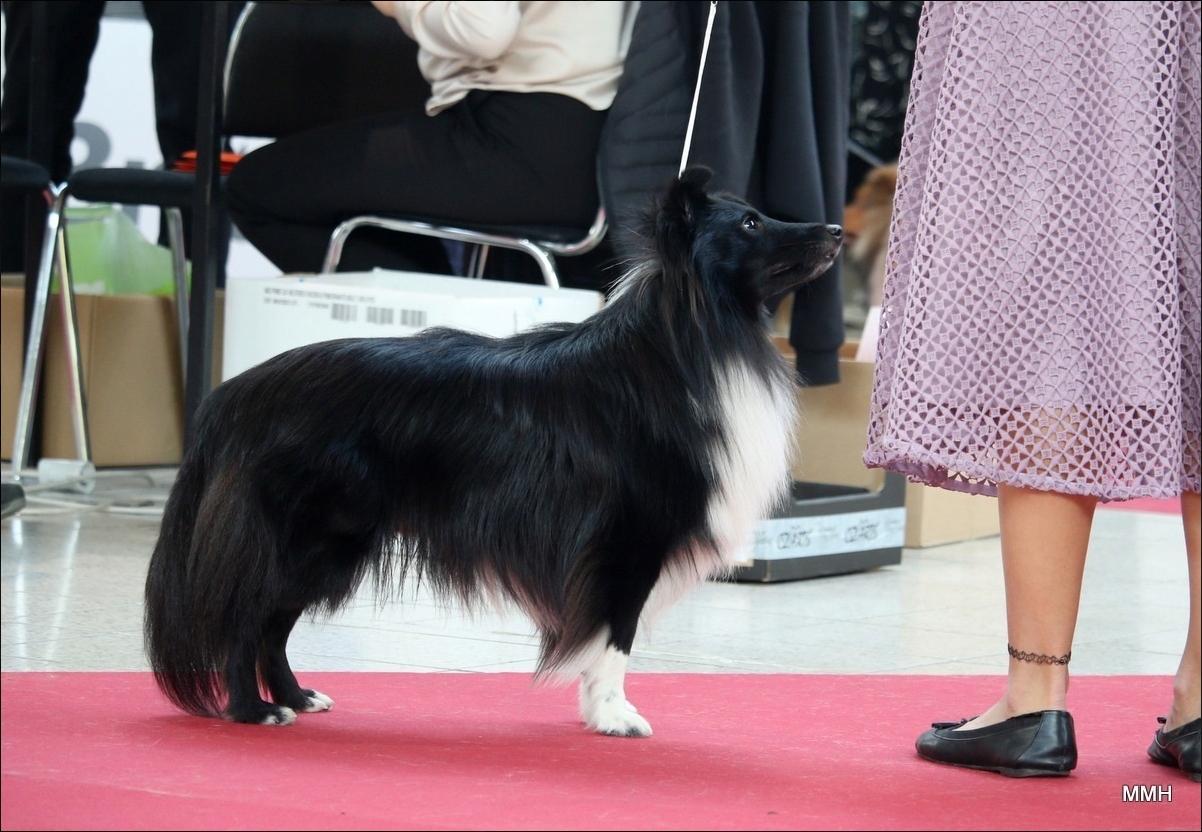 Ceylon SkyFalls Angels